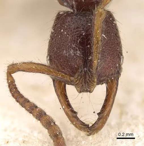 Myopias cribriceps - CASENT0922247