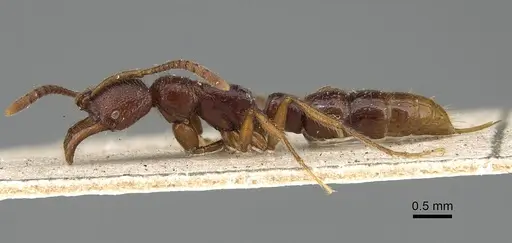 Myopias cribriceps - CASENT0922247