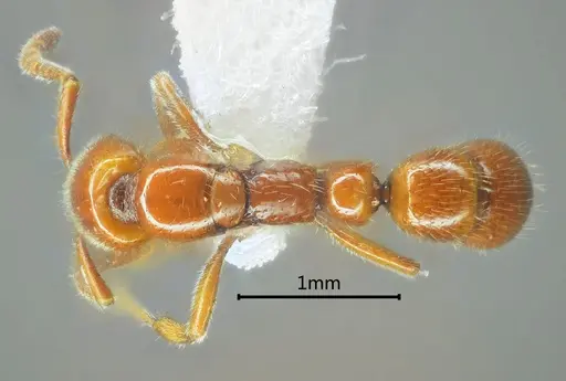 Myopias daia specimen