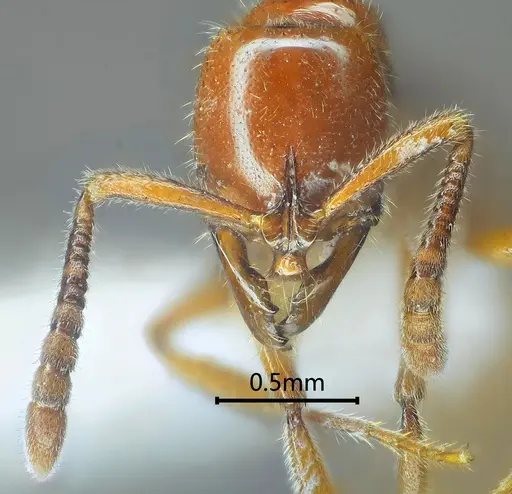 Myopias daia specimen