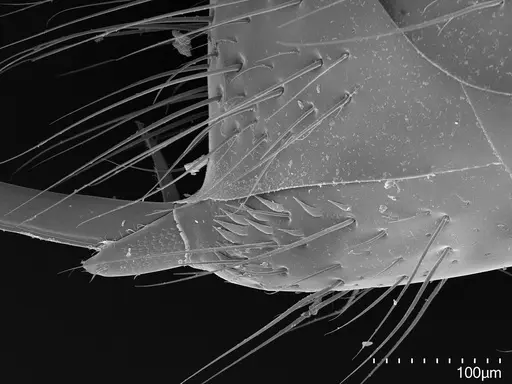 Myopias darioi specimen