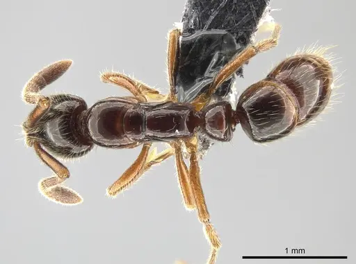 Myopias delta specimen