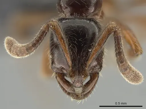 Myopias delta specimen