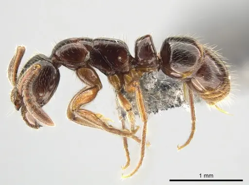 Myopias delta specimen