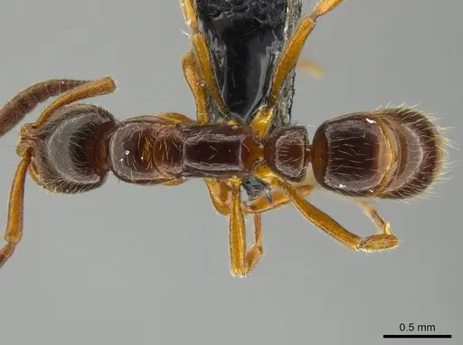 Myopias delta - CASENT0650663