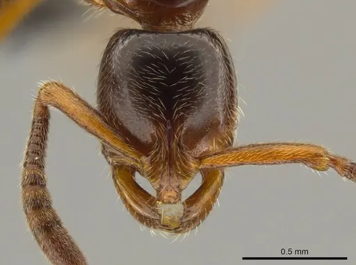 Myopias delta - CASENT0650663