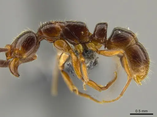 Myopias delta - CASENT0650663