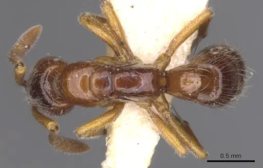 Myopias delta - CASENT0902522