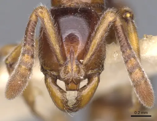 Myopias delta - CASENT0902522