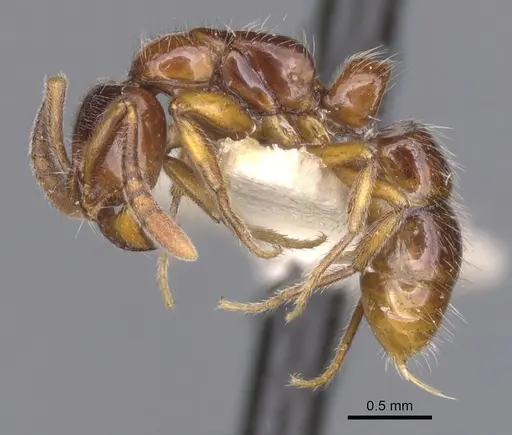 Myopias delta - CASENT0902522