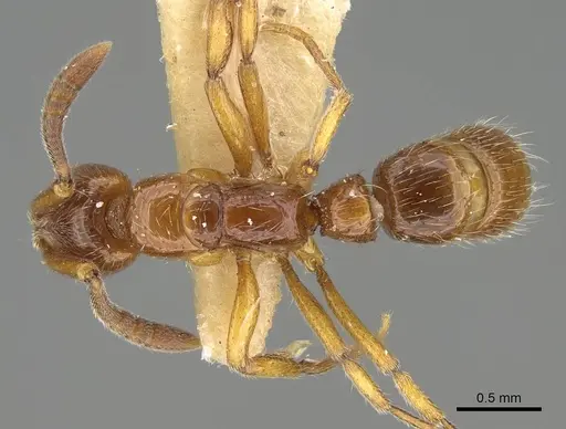 Myopias delta - CASENT0922432