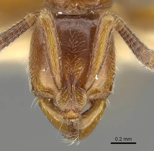 Myopias delta - CASENT0922432