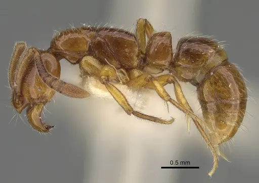 Myopias delta - CASENT0922432