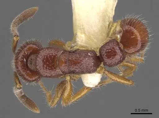 Myopias densesticta specimen