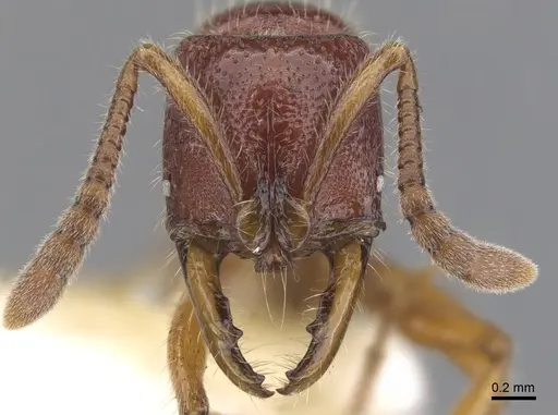 Myopias densesticta specimen