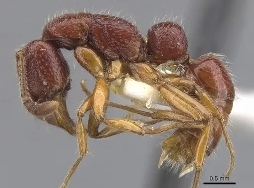 Myopias densesticta specimen