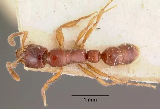 Myopias emeryi specimen
