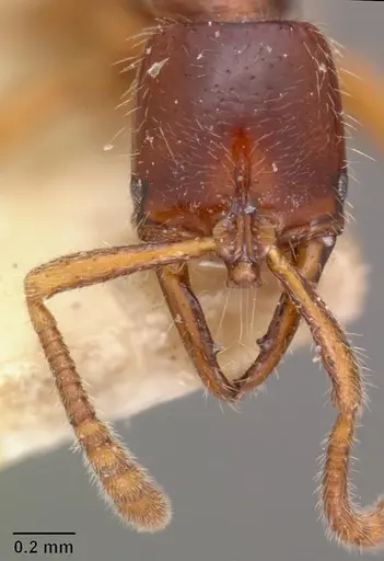 Myopias emeryi specimen