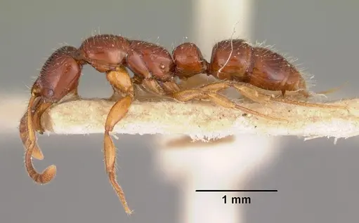 Myopias emeryi specimen