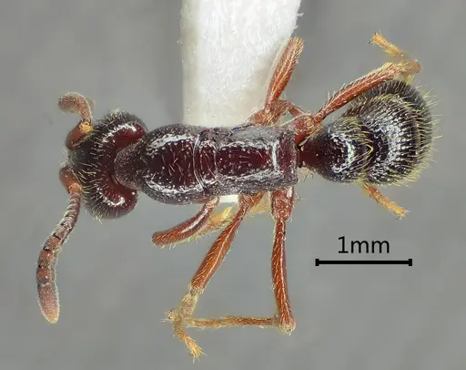 Myopias hania specimen