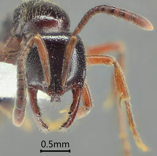 Myopias hania specimen