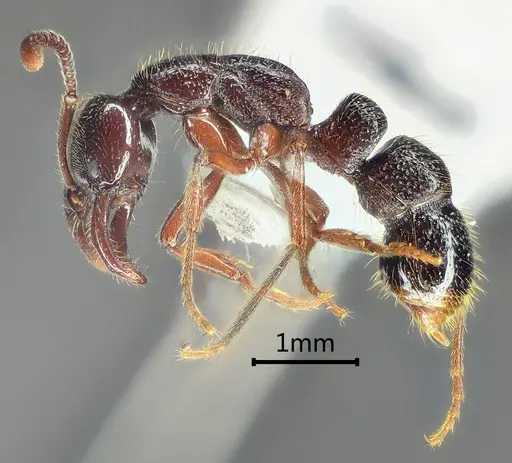 Myopias hania specimen