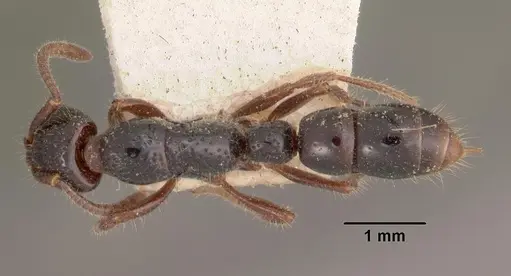 Myopias hollandi specimen