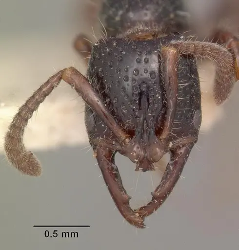 Myopias hollandi specimen