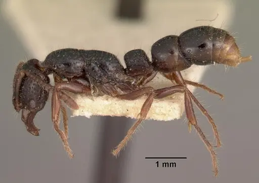 Myopias hollandi specimen