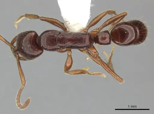 Myopias julivora specimen