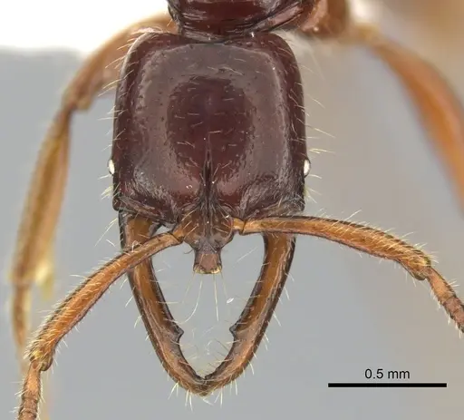 Myopias julivora specimen