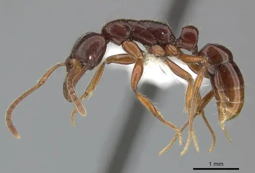 Myopias julivora specimen