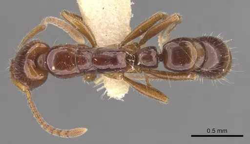 Myopias julivora - CASENT0902534