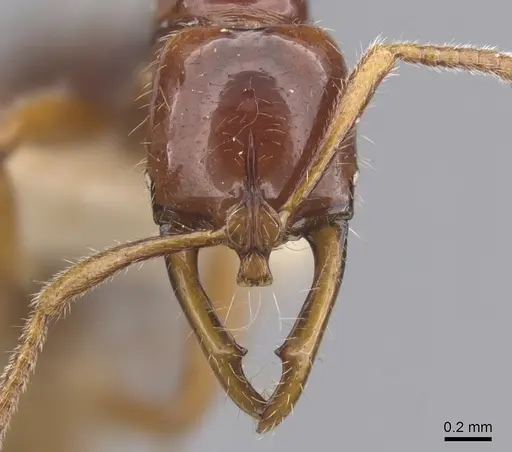 Myopias julivora - CASENT0902534