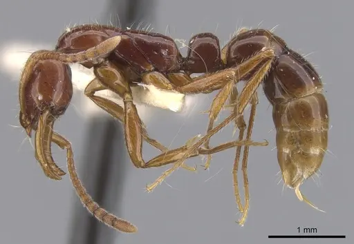 Myopias julivora - CASENT0902534