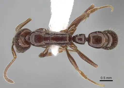 Myopias julivora - CASENT0922430