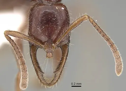 Myopias julivora - CASENT0922430