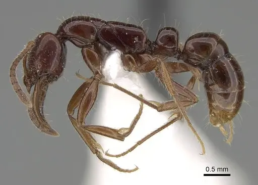 Myopias julivora - CASENT0922430