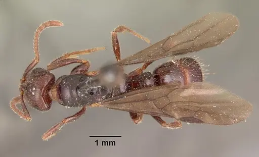 Myopias kuehni specimen