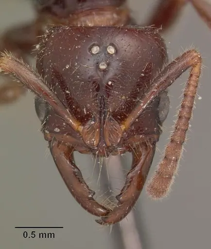 Myopias kuehni specimen