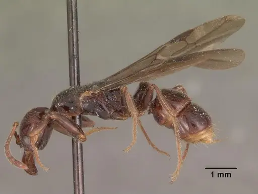 Myopias kuehni specimen