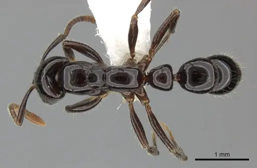 Myopias latinoda specimen