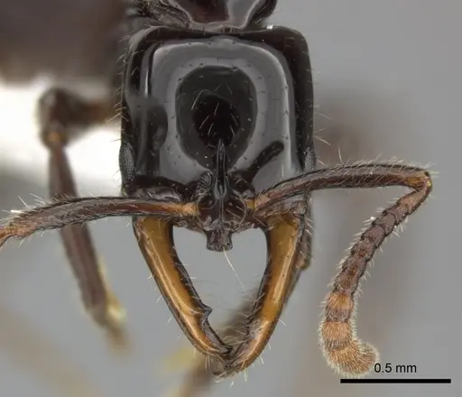 Myopias latinoda specimen