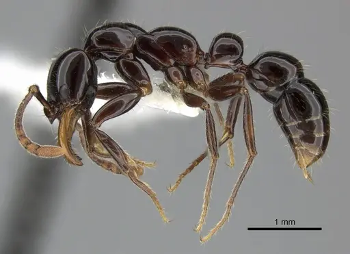 Myopias latinoda specimen