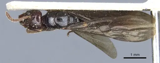 Myopias latinoda - CASENT0903922