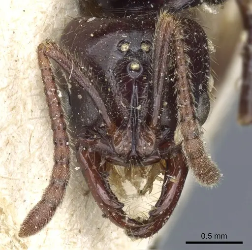 Myopias latinoda - CASENT0903922