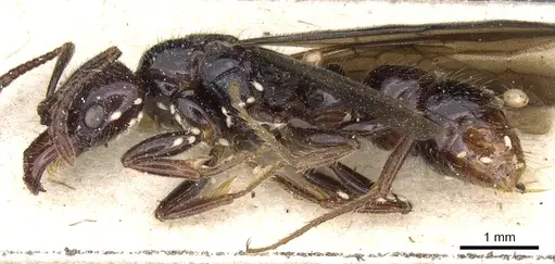 Myopias latinoda - CASENT0903922