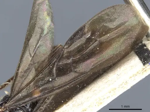 Myopias latinoda - CASENT0903922