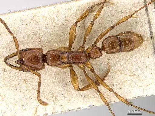 Myopias levigata specimen