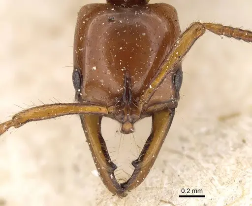 Myopias levigata specimen